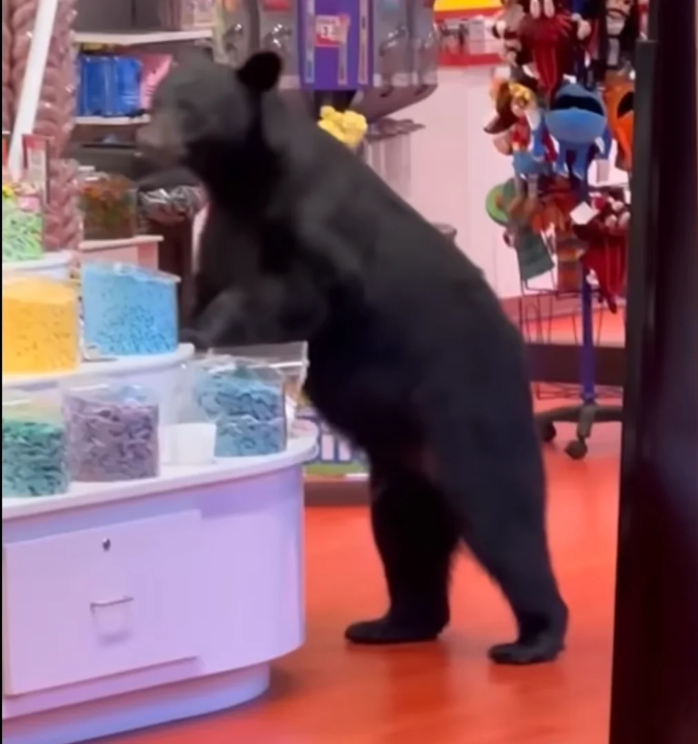 Bear Raiding Gatlinburg Candy Store Could Face Death Sentence