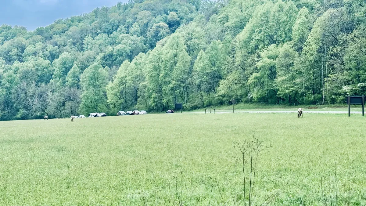 Elk grazing in a field at Oconaluftee Visitor Center