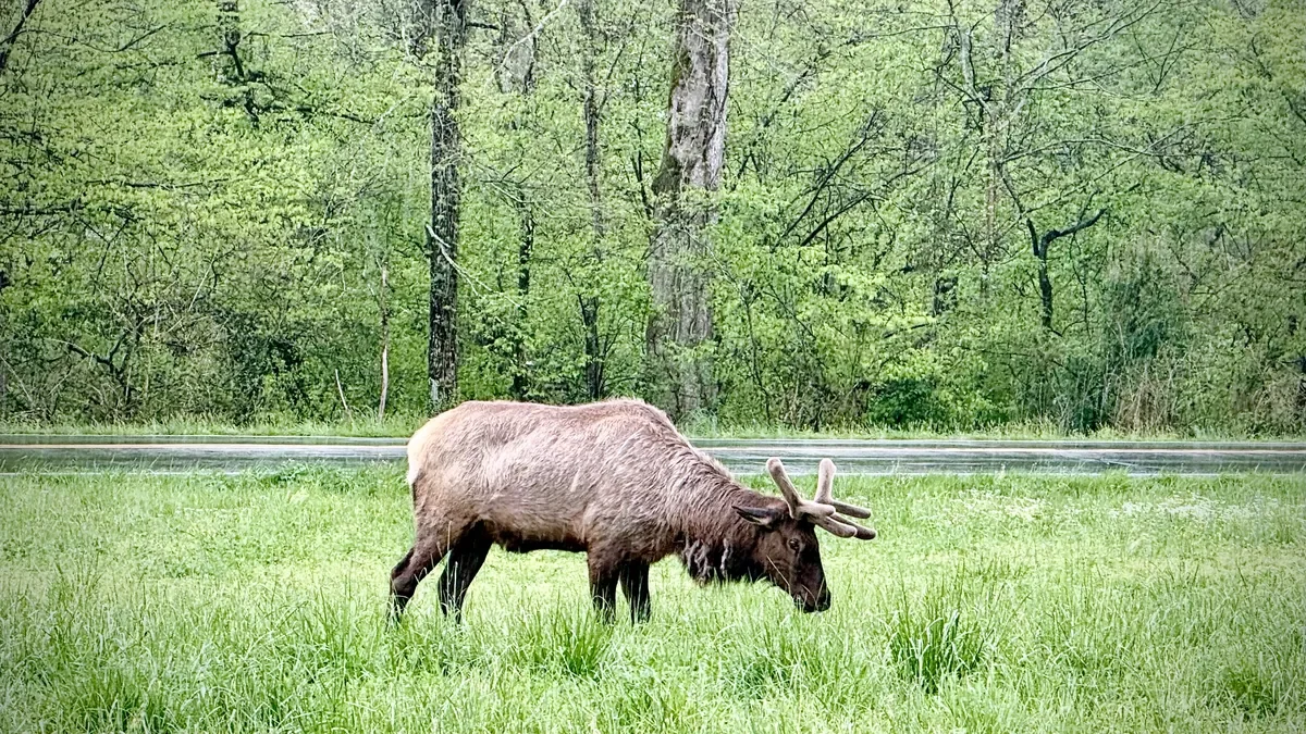 Elk grazing near Cherokee, North Carolina