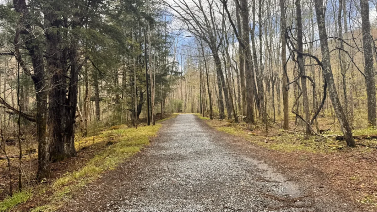 a gravel road through a forest now a trail