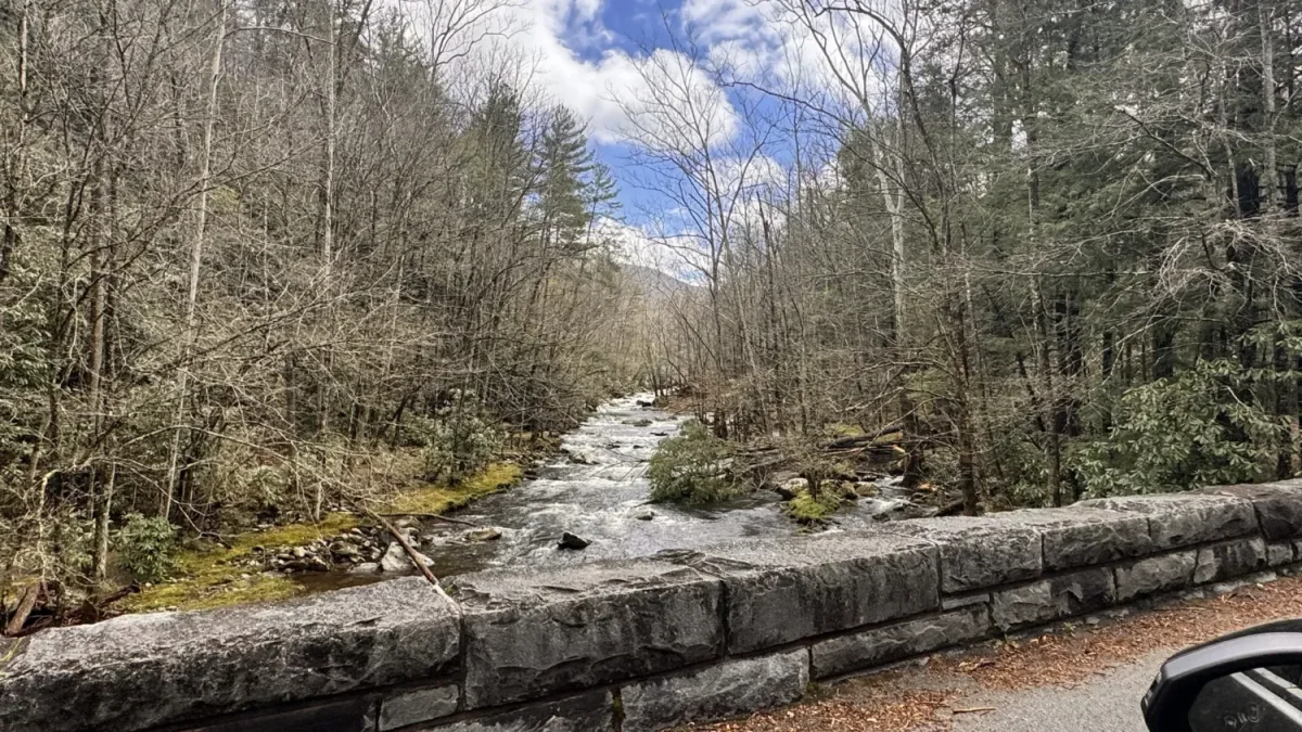 a river running through a forest Dat Elkmont