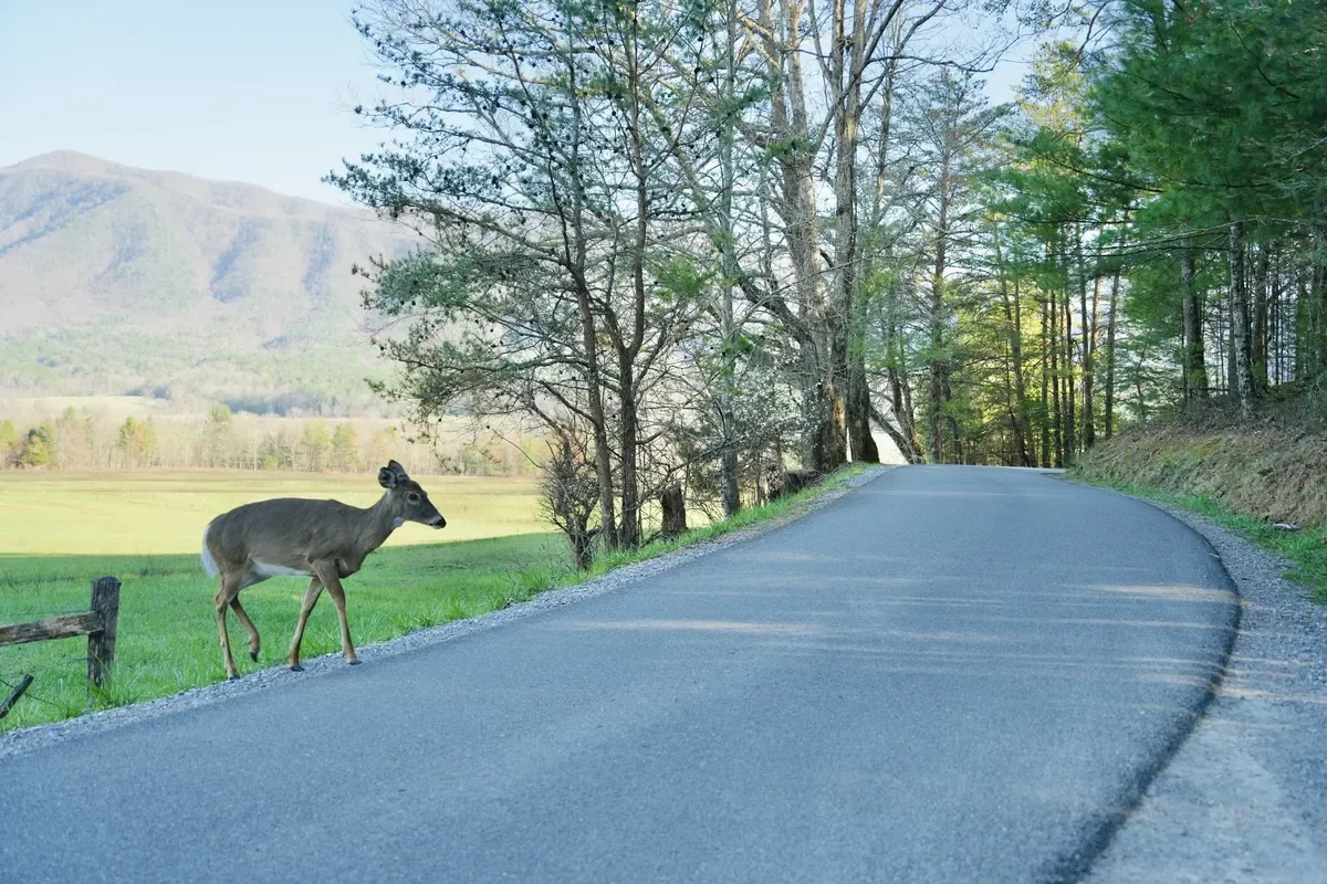 deer at cades cove