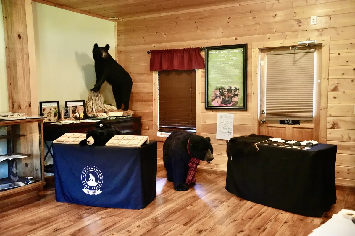 Appalachian Bear Rescue in Townsend