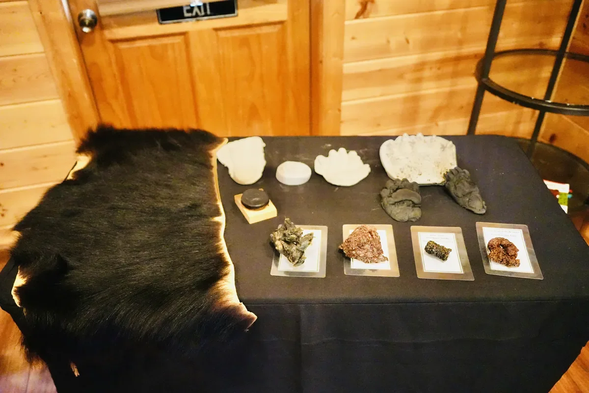 Appalachian Bear Rescue in Townsend