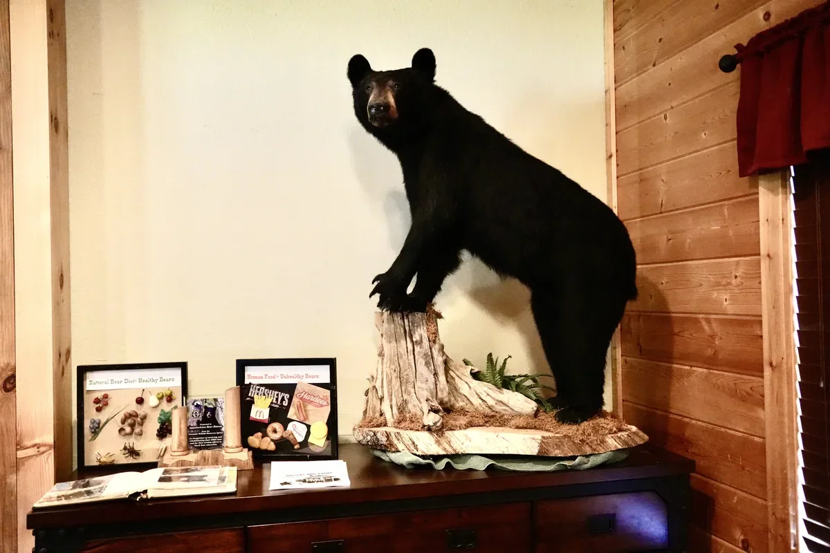 Appalachian Bear Rescue in Townsend