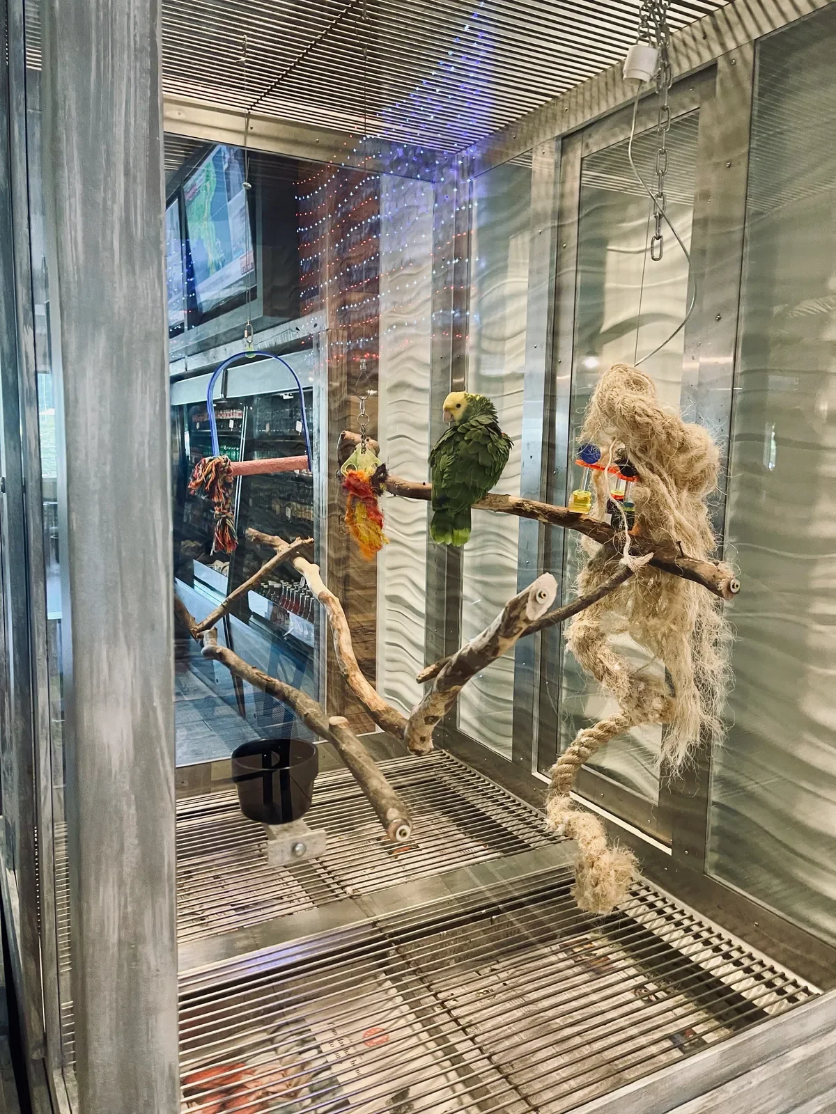 Margaritaville Resort Gatlinburg parrots 