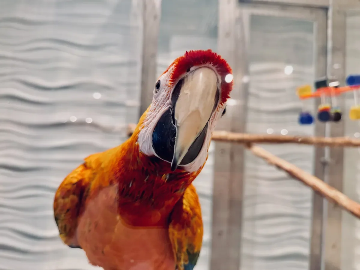 live parrot looking at the camera
