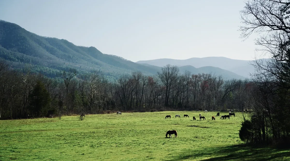 Horses at the entrance to Cades Cove