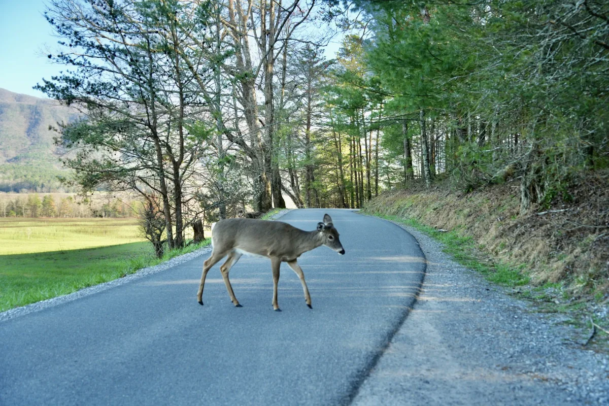 deer in Cades Cove