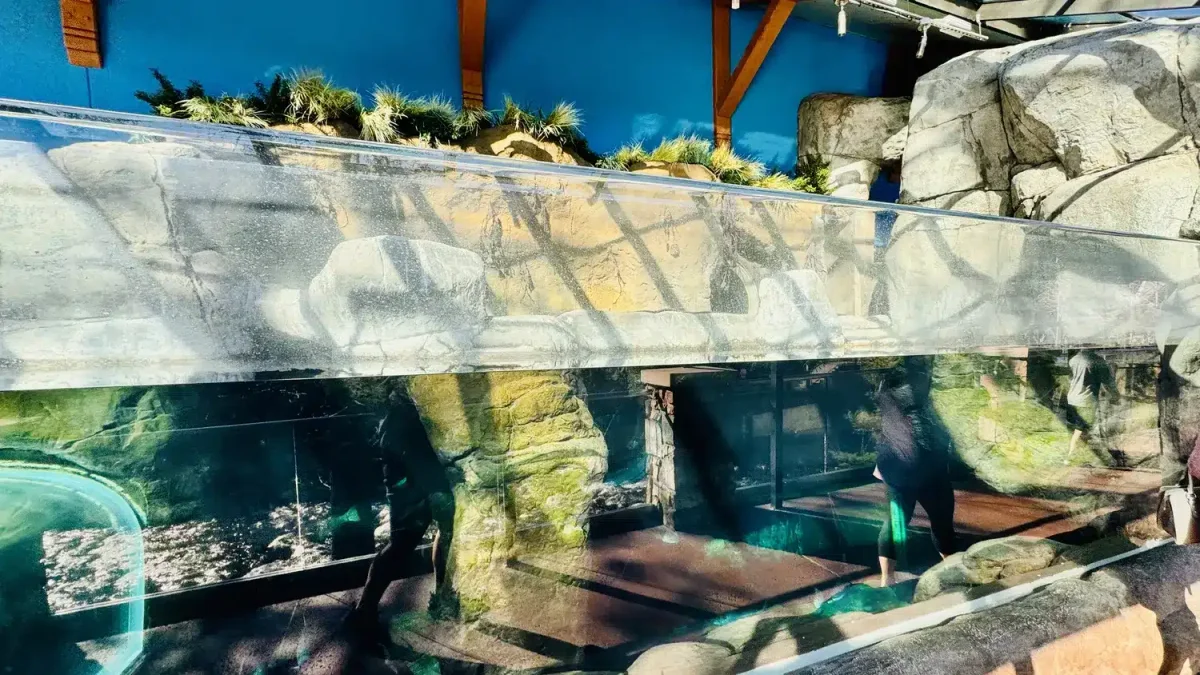 Ripley's Aquarium of the Smokies outdoor penguins