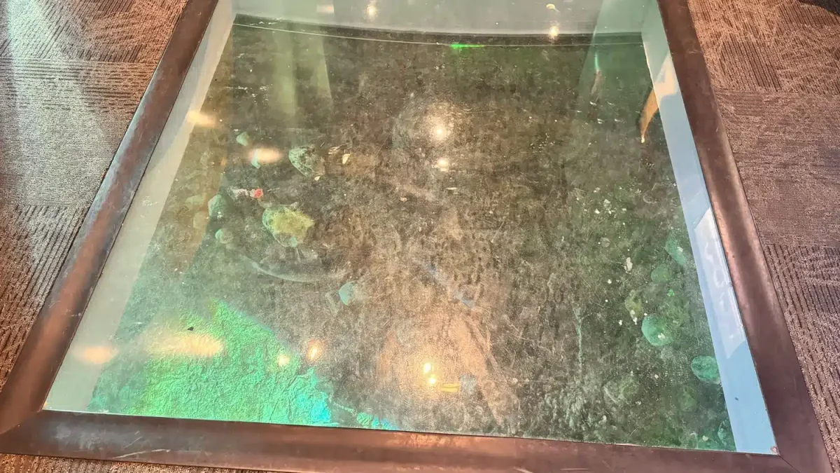 Ripley's Aquarium of the Smokies glass floor