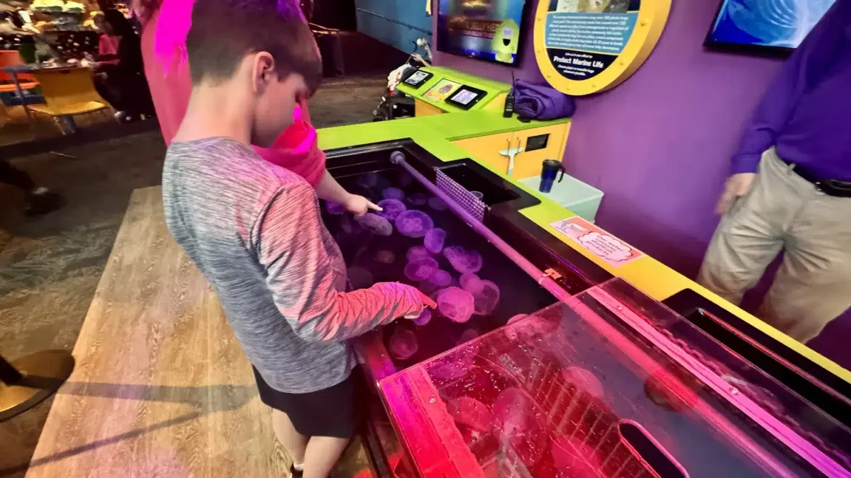 Ripley's Aquarium of the Smokies jellyfish