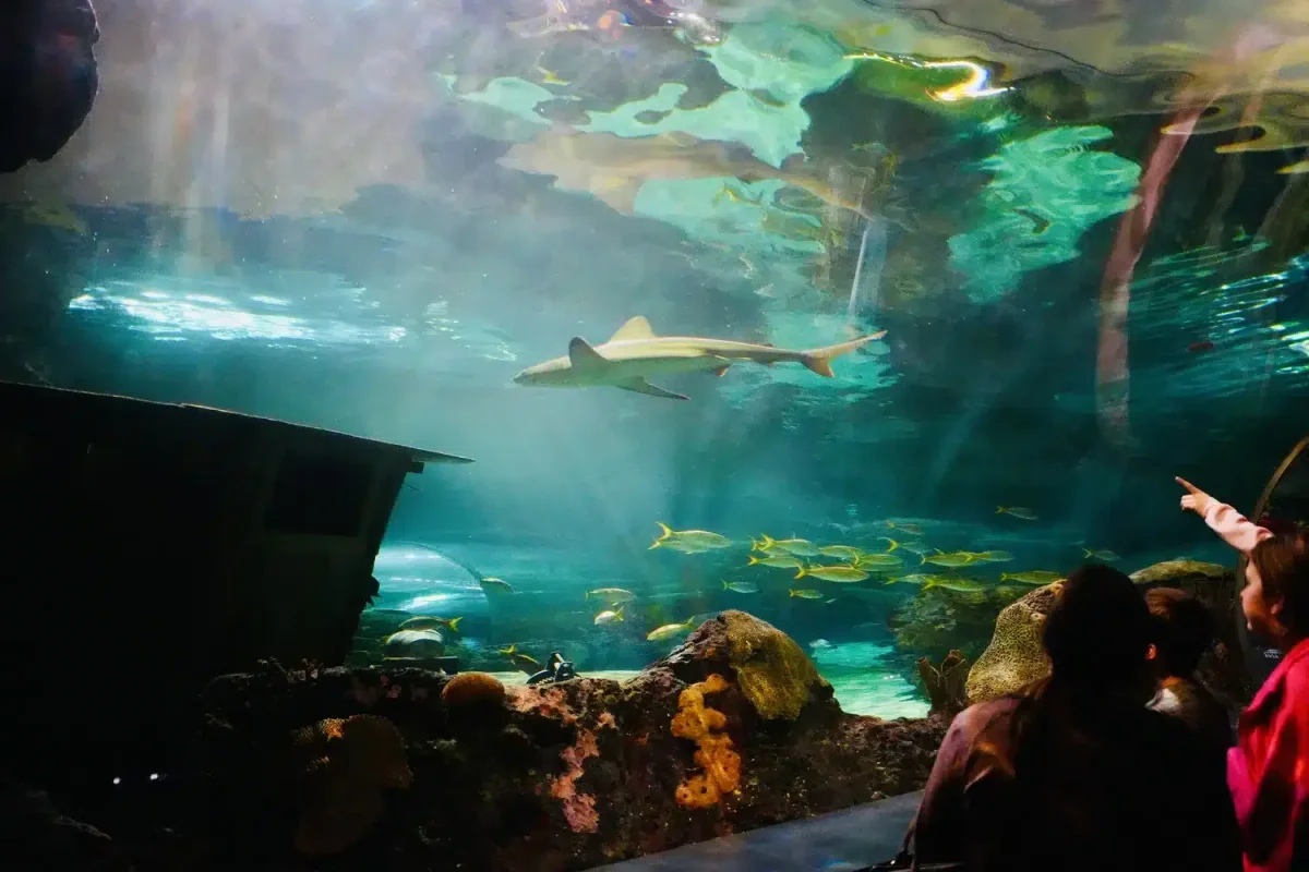 Ripley's Aquarium of the Smokies view from tunnel