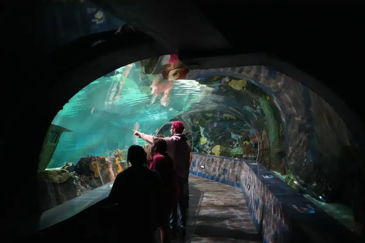 Ripley's Aquarium of the Smokies tunnel with moving walkway