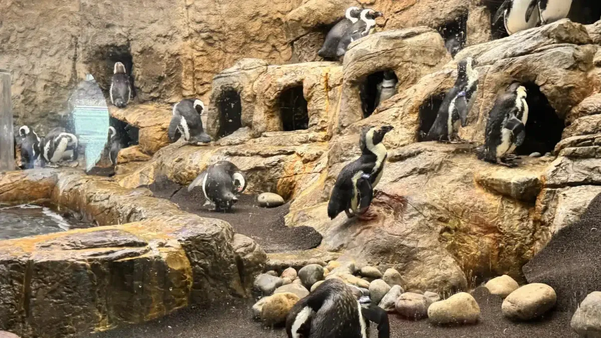 Ripley's Aquarium of the Smokies penguins