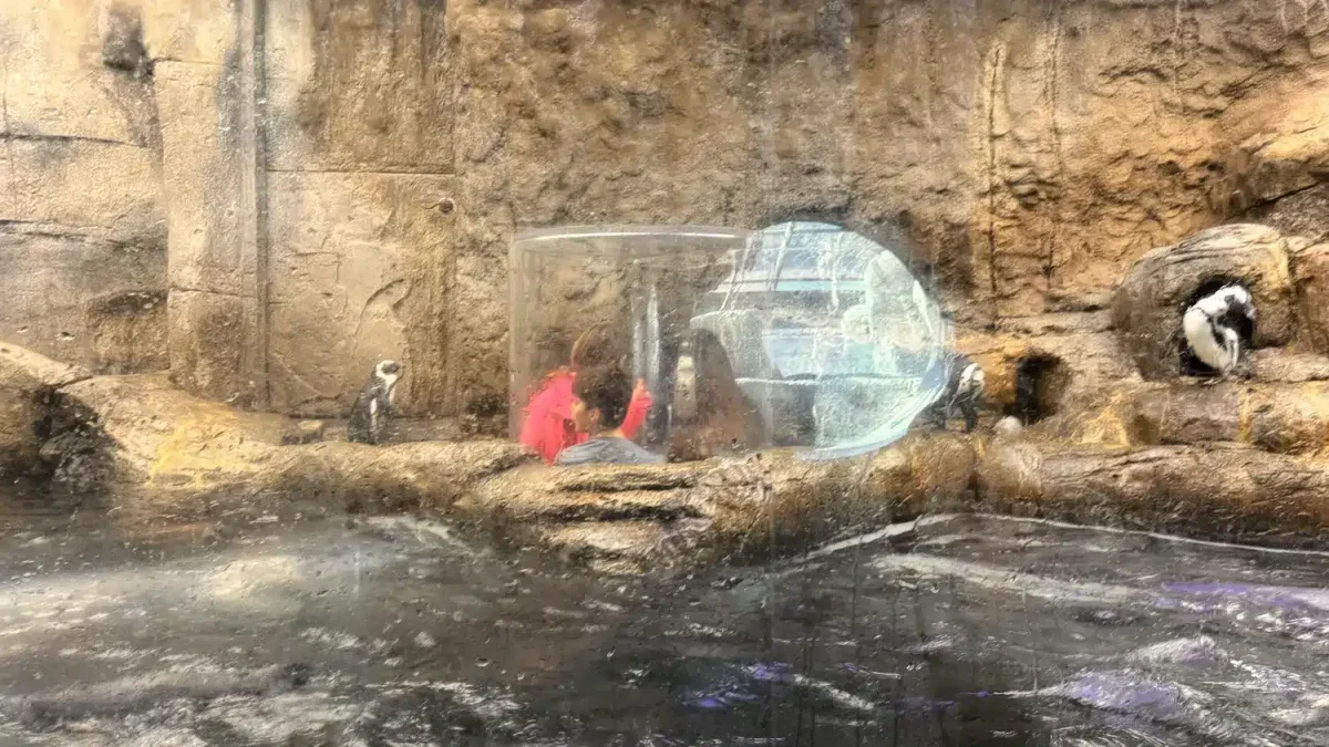 Ripley's Aquarium of the Smokies tunnel for penguins