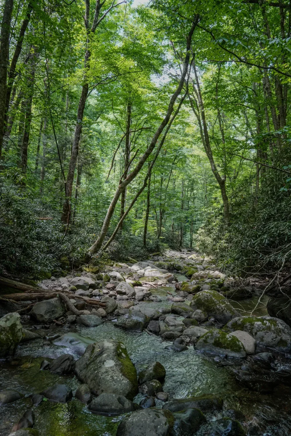 roaring fork creek going under bridge