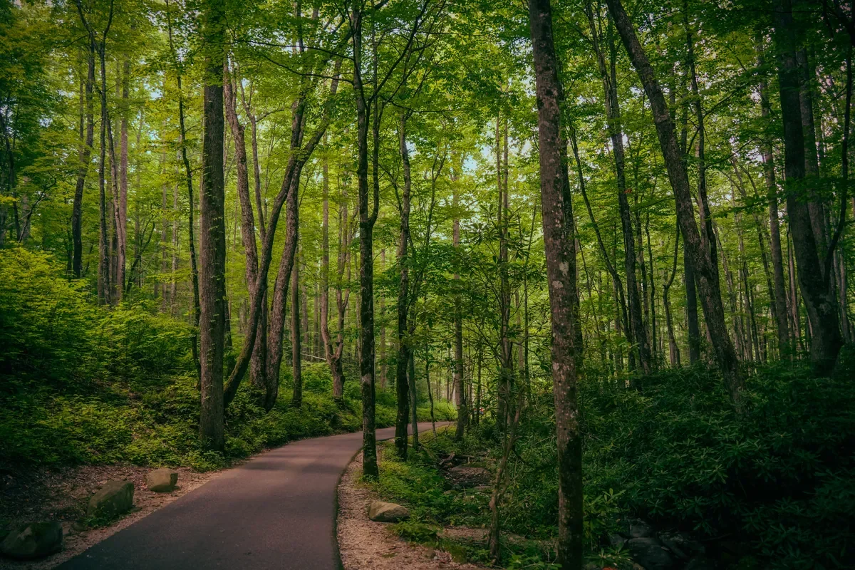 Tree-covered trail