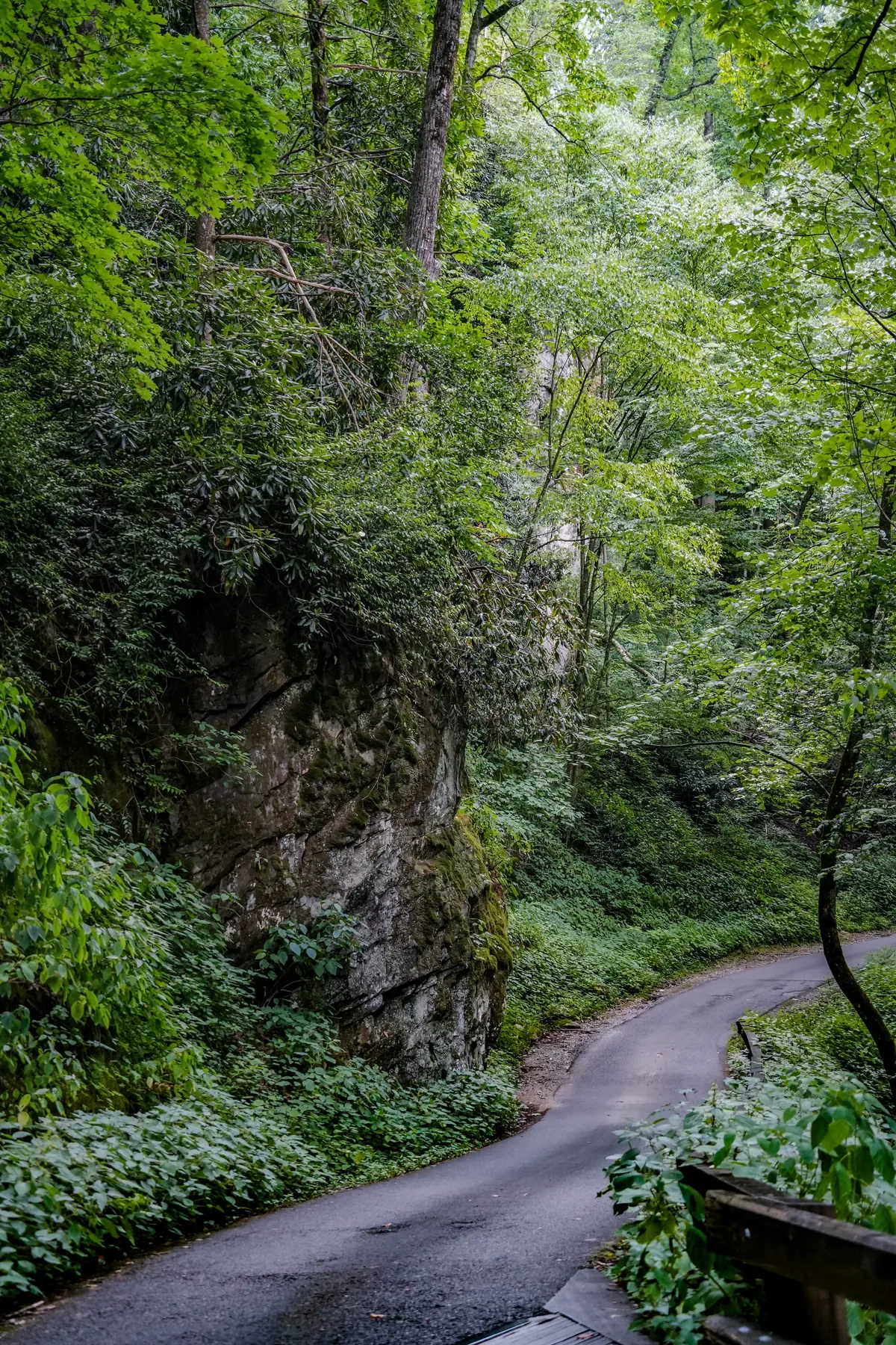 Roaring Fork Motor Nature Trail: A Hike Without Leaving Your Car
