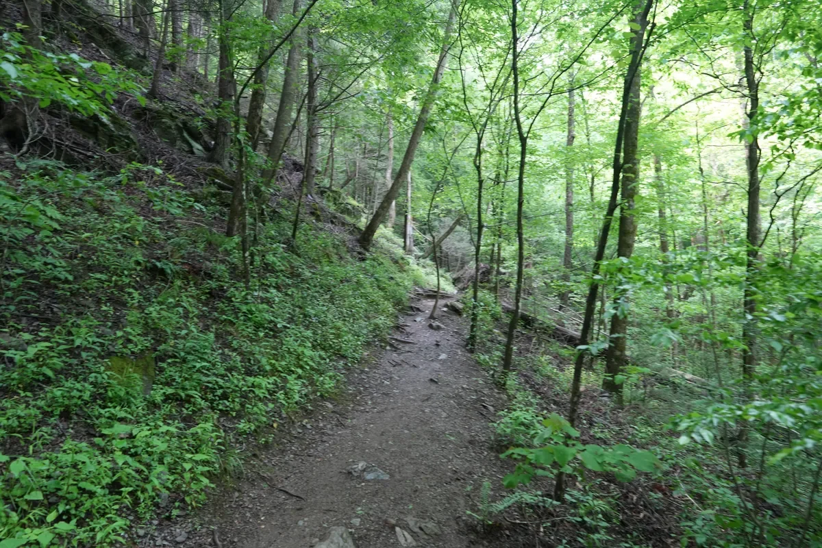 trail on the Spruce Flat Falls waterfall hike