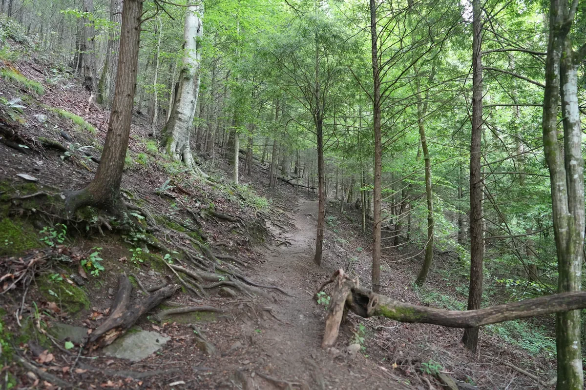 steep trail on the Spruce Flat Falls waterfall hike