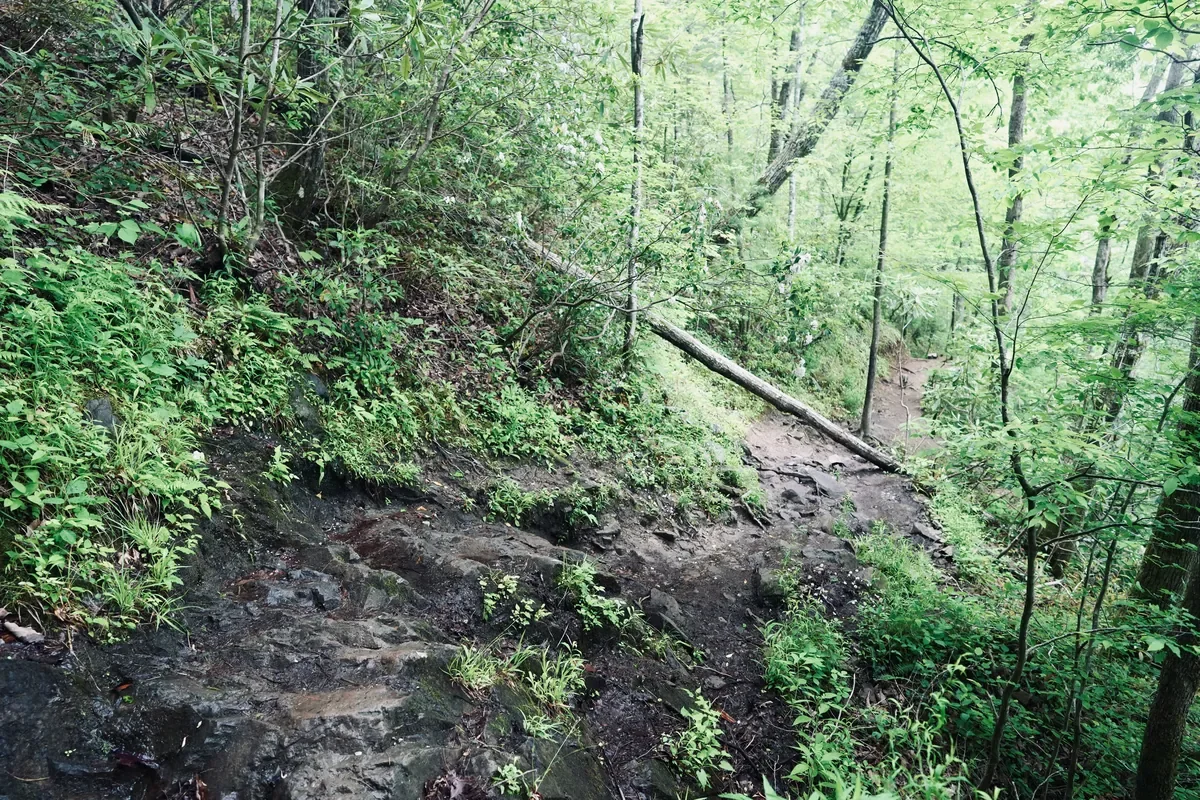 downed tree on the Spruce Flat Falls waterfall hike