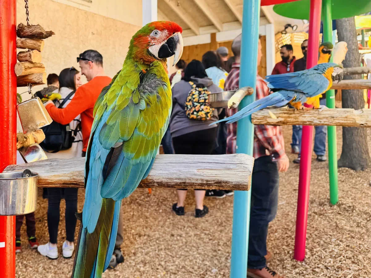 colorful bird at parrot mountain