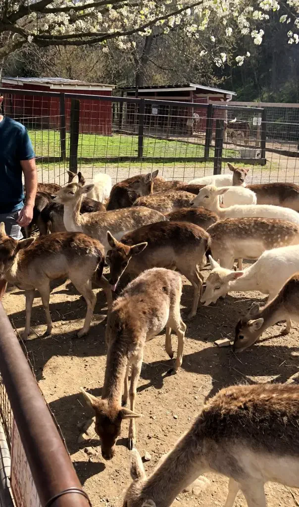 deer at smoky mountain deer farm