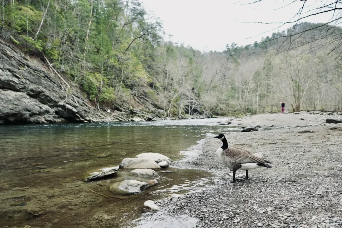 goose at the Townsend Wye