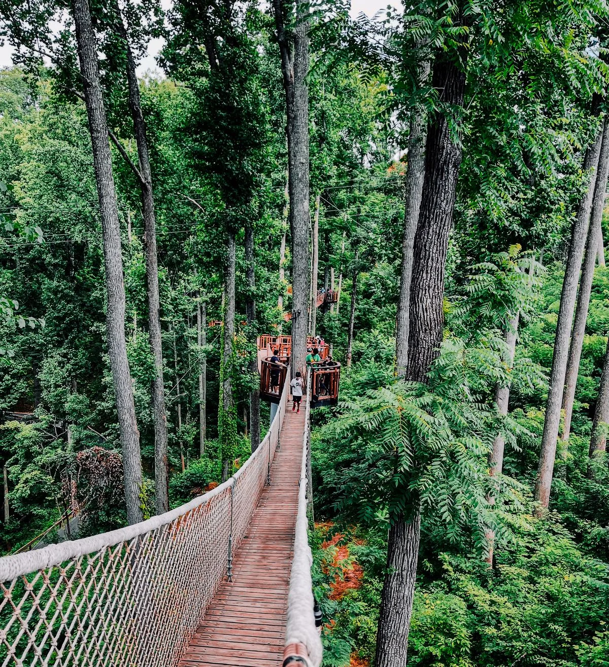 Treetop Skywalk at Anakeesta: What You Really Need to Know