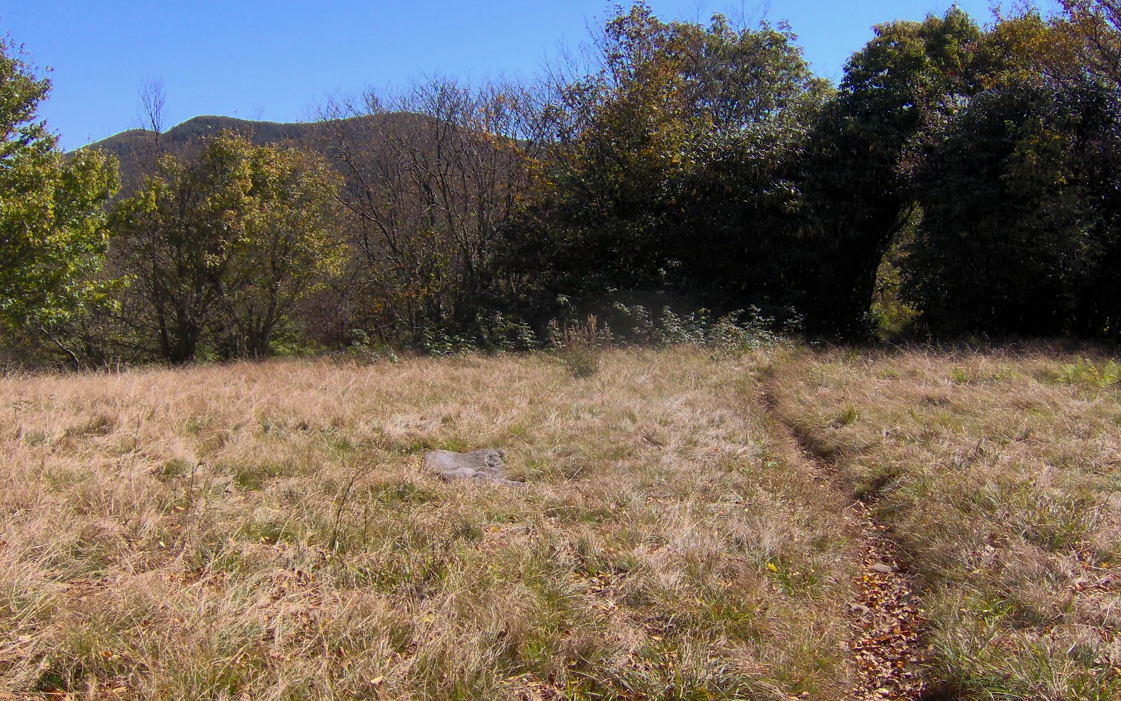 The Appalachian Trail crossing the open meadow at Spence Field with Thunderhead Mountain in the distance
