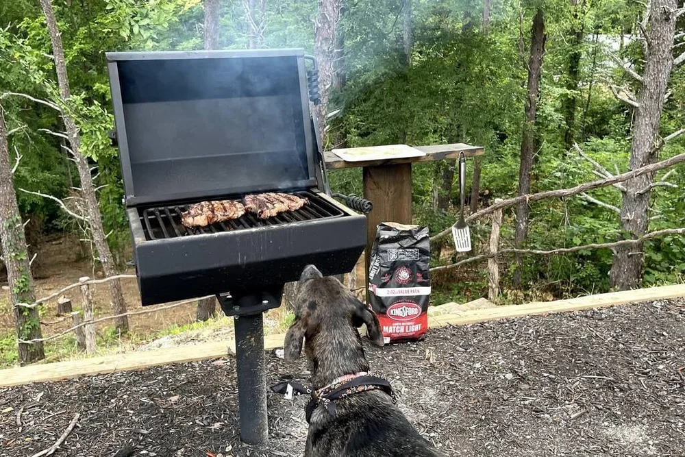 Dog watching steaks on the grill