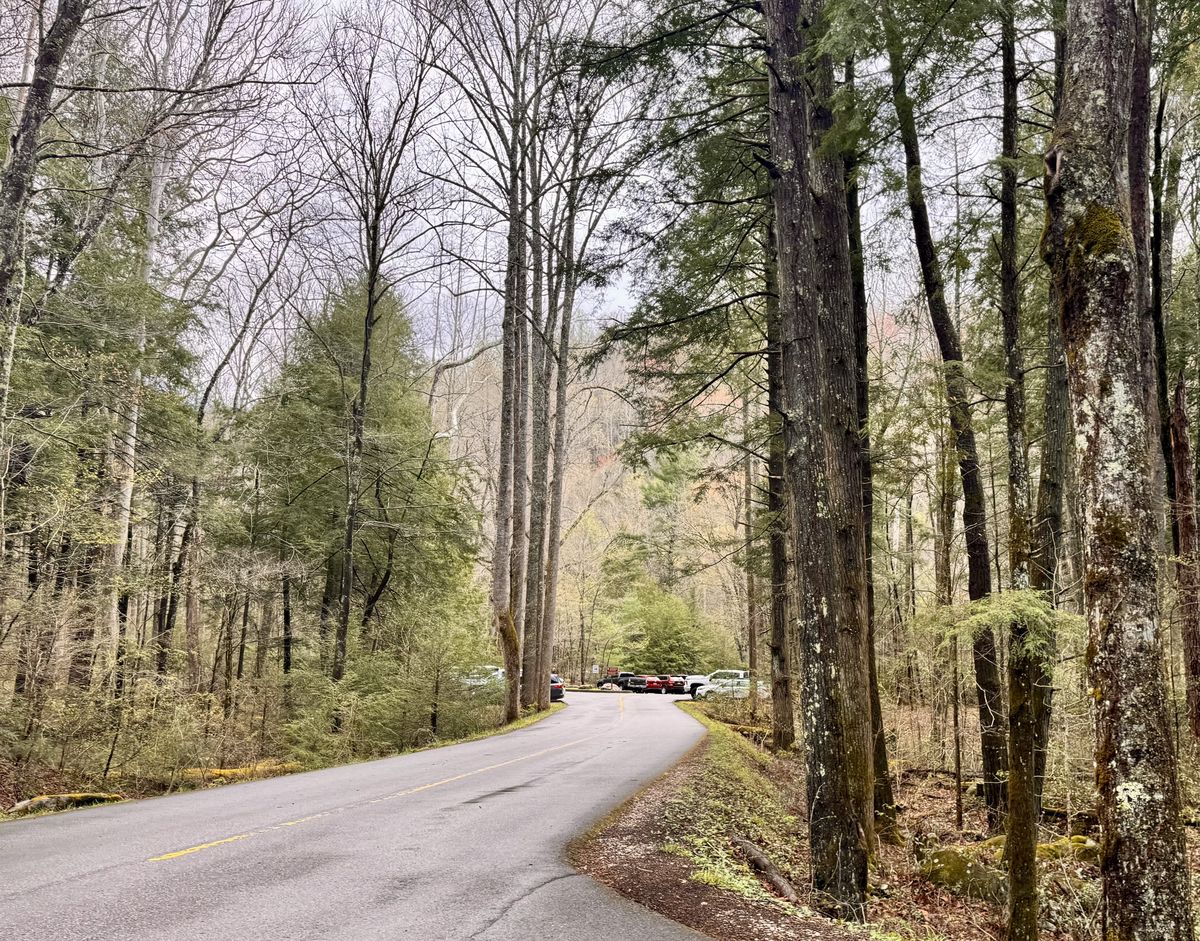 The forest at Elkmont where the synchronous fireflies emerge