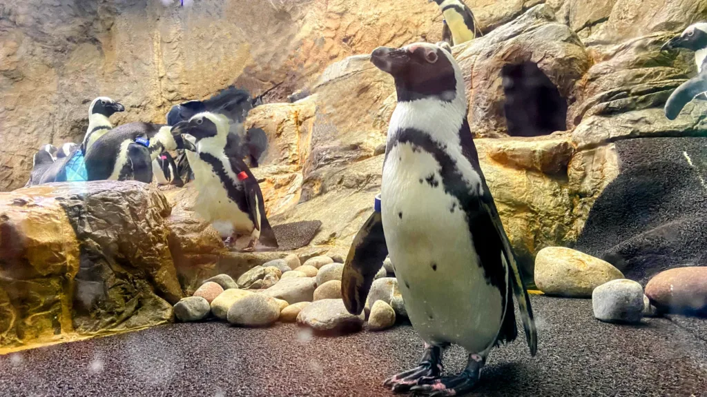 Penguins at Ripley's Aquarium of the Smokies